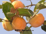 易县磨盘柿