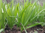 山韭菜