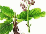 祁紫菀