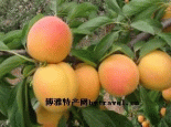 下花园杏扁