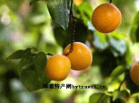 柳沟杏