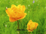坝上金莲花