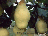 万庄鸭广梨