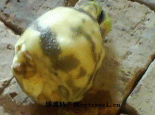 鸡豆米