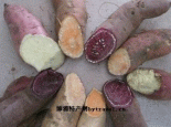 迁安甘薯