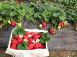 范台草莓