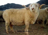 河北细毛羊
