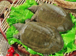吴王渡黄河鳖