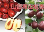 稷山板枣
