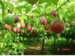 阳城香果