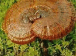 大宁灵芝