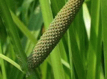 菖蒲