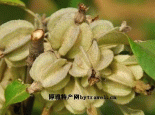 翅果油树