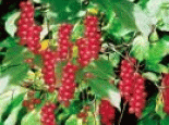 蒲县红果