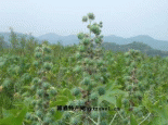 桑壁蓖麻