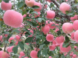隰县苹果