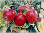 平遥槟干