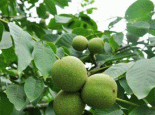繁峙核桃树