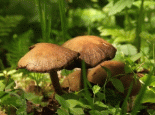 繁峙台蘑