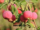 河曲海红果