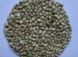 山西荞麦