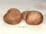 广灵香菇