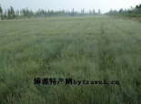 十三边麻黄草
