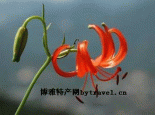 山丹丹花