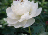 芍药