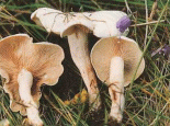 绿色山宝蘑菇
