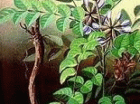 乌兰察布甘草