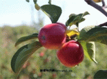 内蒙野果