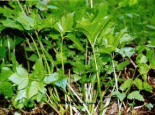 黑里河山野菜