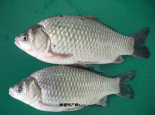 达里湖鲫鱼