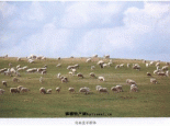阿巴嘎乌冉克羊
