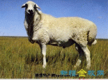 乌珠穆沁羊