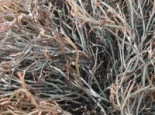 地毛菜