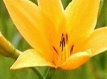西乌旗黄花