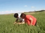 巴彦淖尔小麦