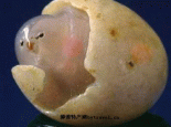 阿右旗奇石