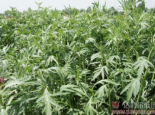 莫力达瓦柳蒿芽