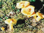 根河山野蘑菇