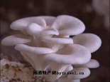 草原白蘑