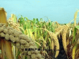 小香米