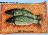 托县鲤鱼