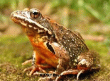中国林蛙（Rananchensinensis)