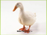 台安肉鸭