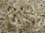锦州毛虾