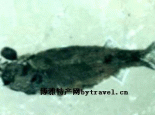 狼鳍鱼