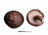 阜新蘑菇
